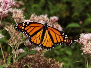monarch-butterfly_630_600x450